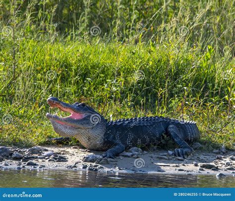 American Alligator Basking Stock Image Image Of Reptile 280246255