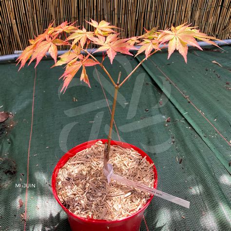 Acer Palmatum Westonbirt Red Rable Du Japon Palmatia Plantes