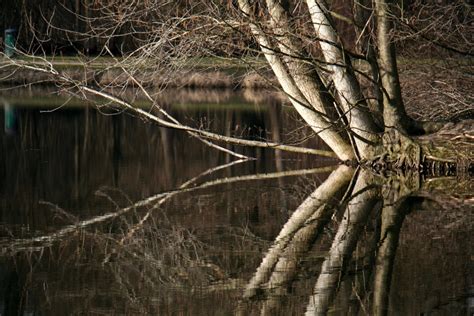 Fotos gratis paisaje árbol agua naturaleza bosque pantano