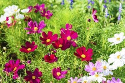 Cosmos Flower Colors - Different Varieties Of Cosmos Flowers | Easy to grow flowers, Cosmos ...