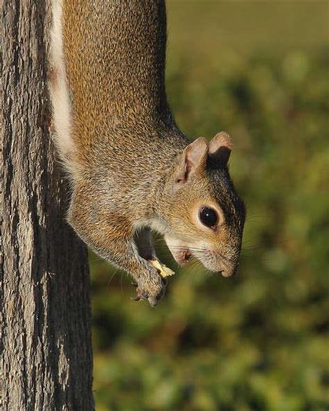 A Feeding Squirrel Photograph by Denise Mazzocco - Fine Art America