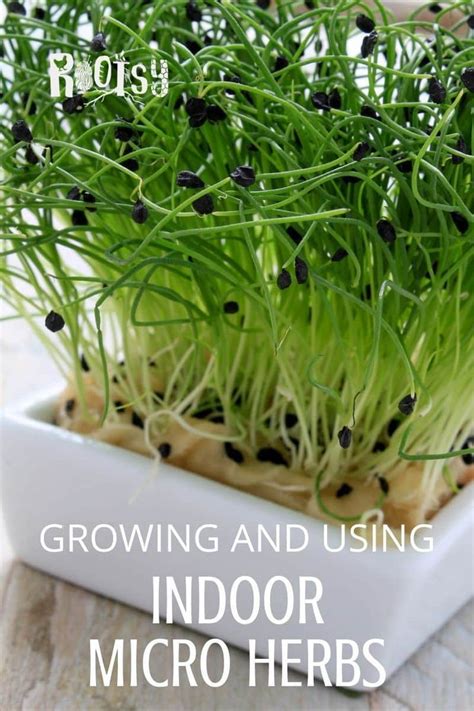 Growing And Using Micro Herbs Such As Micro Basil Micro Herbs