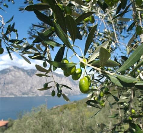 Prodotti Tipici Del Lago Di Garda Hu Altomincio Village