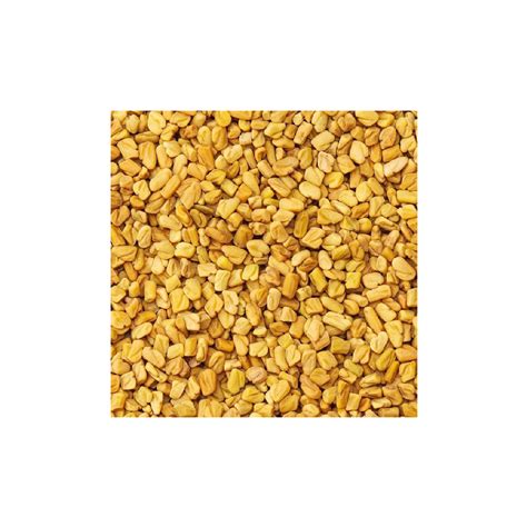 Fenugreek Seeds Manufacturersupplierexporter