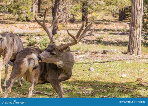 Big Mule Deer Buck stock photo. Image of animal, wild - 90394854