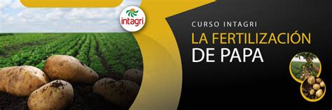 Curso Virtual La Fertilización de Papa Información Intagri S C