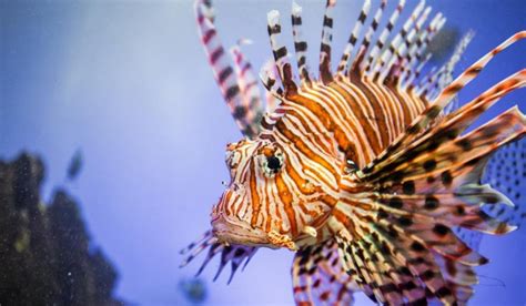 PEIXE LEÃO ESPÉCIE INVASORA VENENOSA APARECE NO LITORAL DO BRASIL E