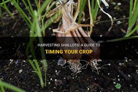 Harvesting Shallots A Guide To Timing Your Crop Shuncy