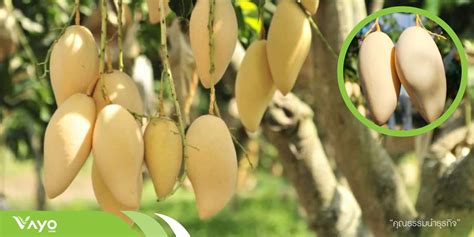 มะมวงนำดอกไมสทอง Mangifera Indica L Vayo Farm Blog บลอก