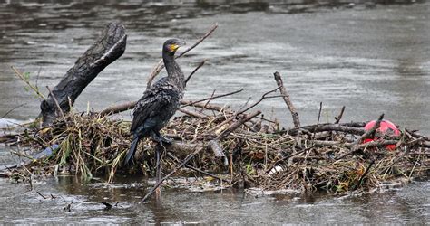 Cormorant On The Dee Chester Alan Ward Wirral Flickr