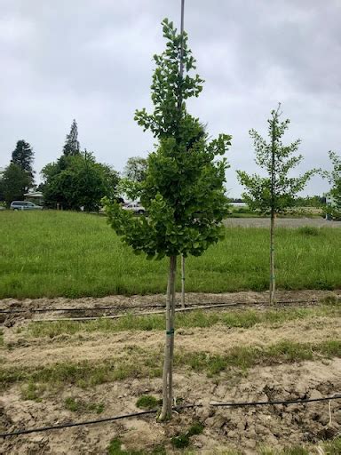 Princeton Sentry Ginkgo Tree Profile By Kuenzi Turf Nursery