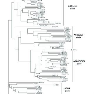 Phylogenetic Tree Of DICER Like Proteins In M Truncatula L