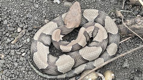 Copperhead Snake Identification