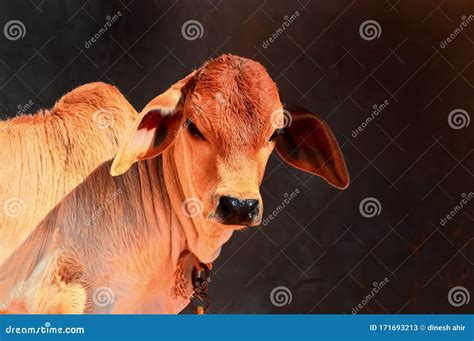 Indian Cattle Close Up Viewbrazilian South African Cow Calfcow Cattle