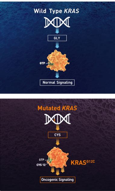 KRAS G12C Inhibition in Non-Small Cell Lung Cancer