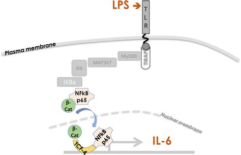 NF κB p65 and TCF 4 interactions are associated with LPS stimulated IL