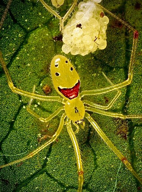 Theridion Grallator Also Known As The Hawaiian Happy Face Spider Is A