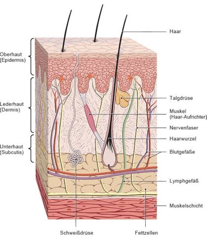 Haut Und Hautanhangsgebilde Flashcards Quizlet