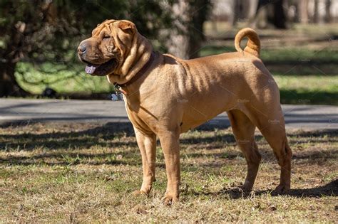 Shar Pei Puppy In Garden High Quality Animal Stock Photos Creative