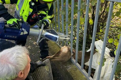 Ff Ebenfurth Igel Steckt In Zaun Von Feuerwehr Gerettet