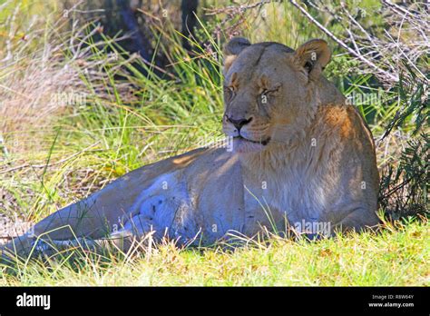 South African Lions Stock Photo - Alamy