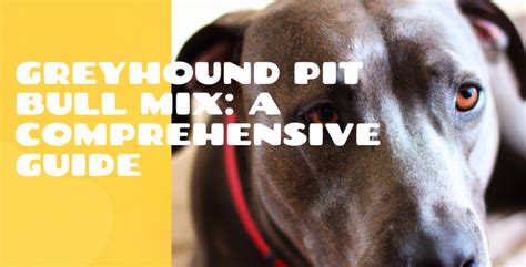 Greyhound Pit Bull Mix: A Comprehensive Guide | The Pitbull Center