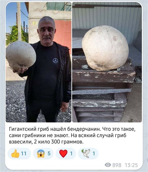 foto Abia de le mai țin în mâini Ciuperci gigante de peste 2 kg