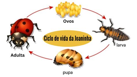 Joaninha Amigas Das Planta Es E Do Meio Ambiente