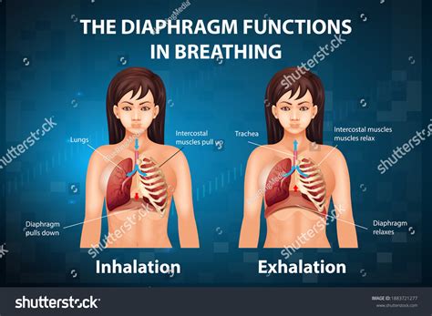 Diaphragm Functions Breathing Illustration Stock Vector (Royalty Free ...