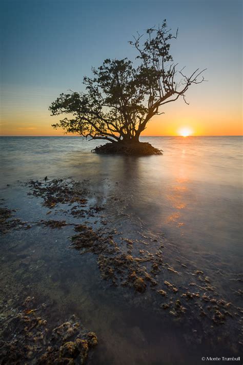 Lone Sentinel Mangrove At Sunset In Everglades National Park