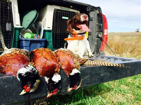 The Ultimate Pheasant Hunting Gear List HuntTested