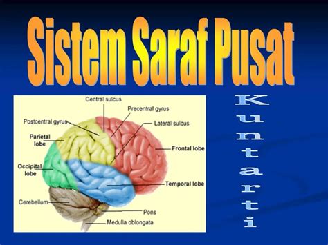 PPT - Sistem Saraf Pusat PowerPoint Presentation, free download - ID:1257328