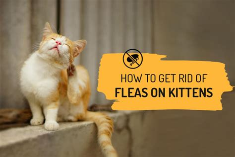 Cat Care Tips How To Get Rid Of Fleas On Kittens And Cats