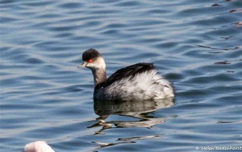 African Black Necked Grebe From Welkom South Africa On July