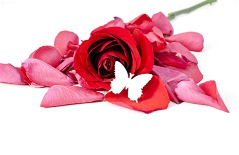 Photos Butterfly Red Rose Petals Flower White Background 600x392