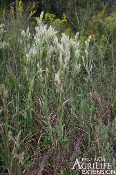 Plants Of Texas Rangelands Broomsedge Bluestem