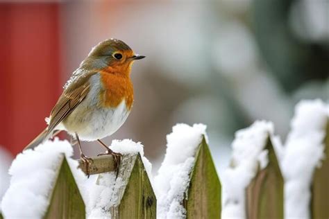 Christmas Robin Stock Photos, Images and Backgrounds for Free Download