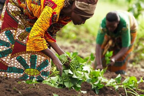 Méthodes De Lagriculture Biologique Surpasse Lagriculture