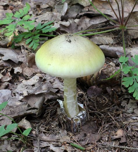 Mushroom Lunch Cook Gives Statement To Police Upstart