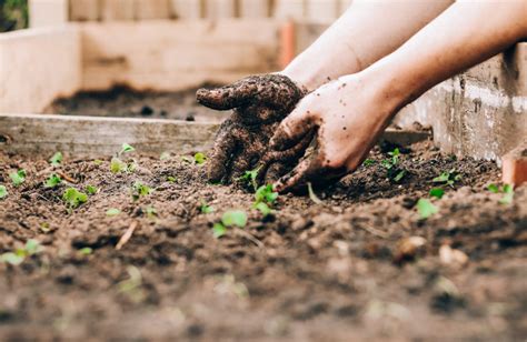 Quel Engrais Naturel Pour Le Potager Mondo Jardin