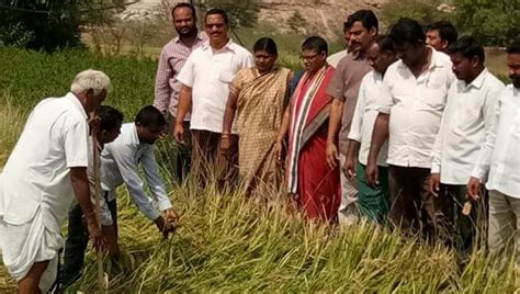 Unseasonal Rain And Hailstorm Damage Crops In Lakh Acres In