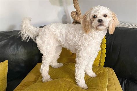 Cavachon - Size | Appearance | Temperament | Shedding | Exercise | Price