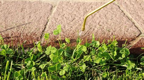 Do You Need To Use Both Pre And Post Emergent Weed Control In Georgia