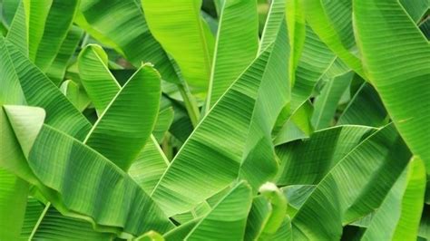 Selain Jadi Bungkus Makanan Ini Manfaat Daun Pisang Untuk Kesehatan