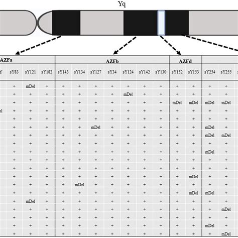 A Schematic Representation Of The Y Chromosome Showing The Azf Regions