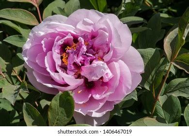 Moutan Tree Peony Paeonia Suffruticosa Park Stock Photo (Edit Now ...