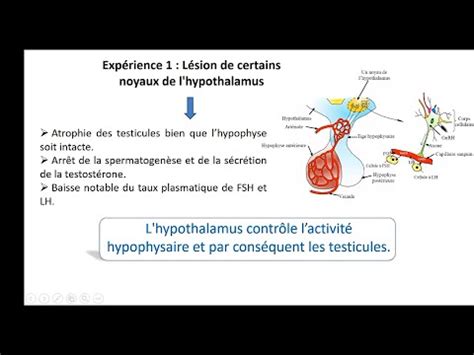 BAC Math Et Sc SVT Reproduction Chez L Homme CH2 EP10 Role De L