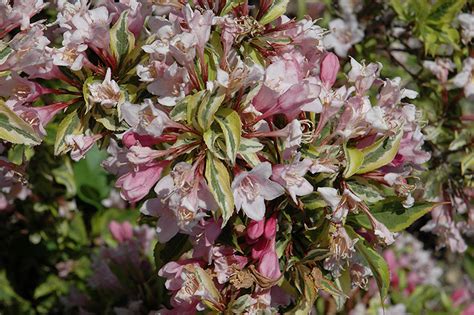 Rainbow Sensation Weigela Weigela Florida Kolmagira In Naperville Aurora Batavia Oswego