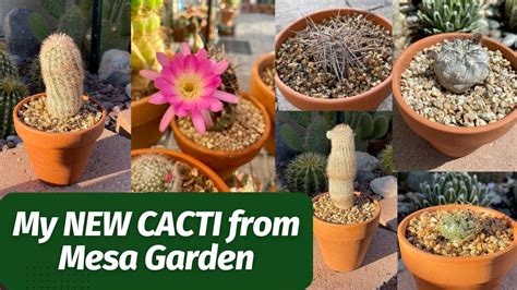 I Ordered Cactus From Mesa Garden Mesagarden YouTube