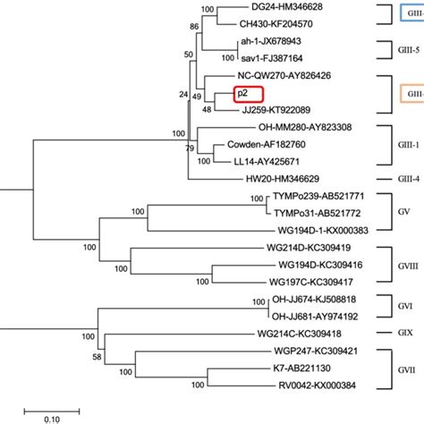 Phylogenetic Tree Of The 3 End Of Rdrp Nucleotide Sequences 780 Bp